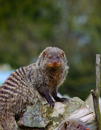 Banded mongoose, Flamingo Land Resort, Fierce predator, African wildlife HD phone wallpaper