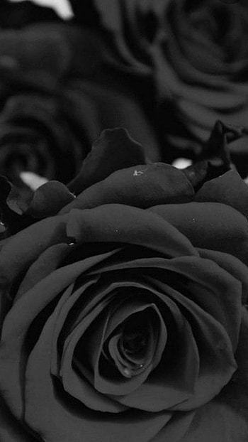 Black Rose, Black HD phone wallpaper