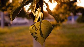 Linden Tree, top , backgrounds, Nature HD wallpaper