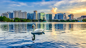 White Swan Bird Is Floating On Lake Water Under Blue Sky In Buildings Background Swan HD wallpaper