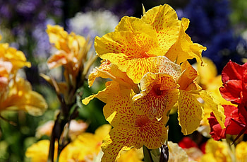 Flowers, Spotted, Close-Up, Flower Bed, Flowerbed, Canna HD wallpaper