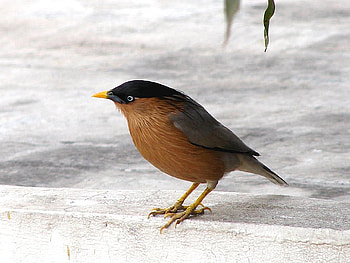 Beautiful Bird, cool, beautiful, bird HD wallpaper