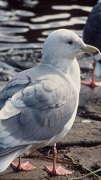 Glaucous, Gull, Bird HD phone wallpaper