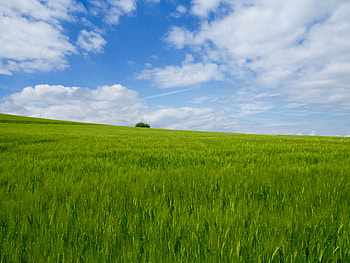 Nature, Grass, Sky, Bush, Horizon, Field HD wallpaper