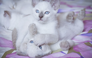Animals, Couple, Pair, Playful, Blue Eyed, Blue-Eyed, Kittens HD wallpaper