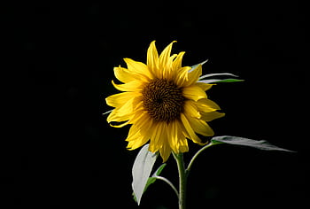 Bright and vibrant sunflower in full bloom against a contrasting black background. HD wallpaper
