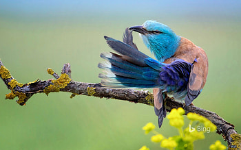 A European roller preening in Bulgaria, Bulgaria, Roller, European, Preening, In, A HD wallpaper