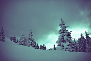 Tree, winter, cloudy sky, snow HD wallpaper