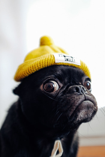 Funny, Animals, Dog, Pet, Cap, Pug HD phone wallpaper
