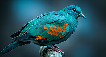 Stunning Dove: A Vibrant Ultra, dove, bird, colorful, nature, Wildlife HD wallpaper