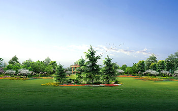 Green Nature !!!, wds, bird, tree, plant, abstract, cg, green, nature, sky HD wallpaper