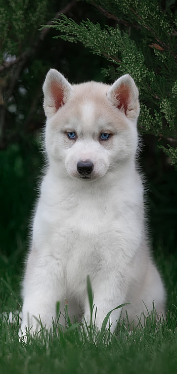 Precious Husky Puppy, baby animal, dog, puppy, Animal, husky HD phone wallpaper