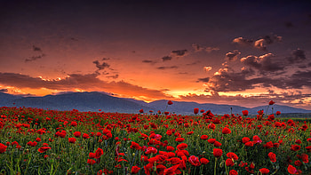 Poppy farm, sunset, landscape, nature HD wallpaper