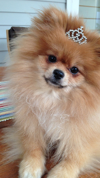 Pomeranian Dog, Breed HD phone wallpaper