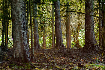 Nature, Wood, Forest, Tree, Branches, Bark HD wallpaper