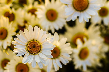 Vibrant close-up of oxeye daisies in full bloom, showcasing petals and centers. HD wallpaper