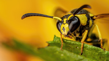 Wasp , Insect beauty, Nature's tiny warriors, resolution HD wallpaper