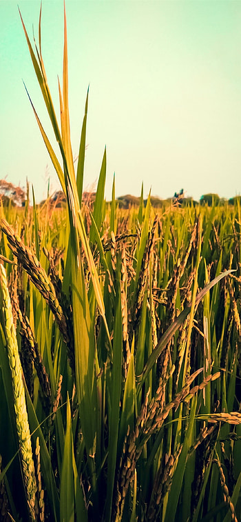 Bangladesh , Beautiful backgrounds, Mobile , Serene landscapes HD phone wallpaper