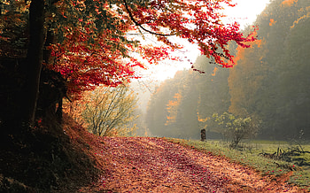 Autumn Tree Fall , autumn, tree, fall, nature HD wallpaper
