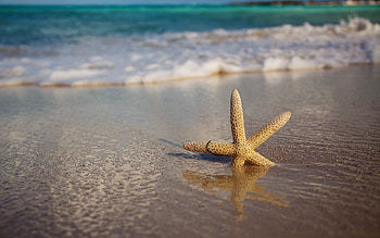 Background, Starfish HD wallpaper