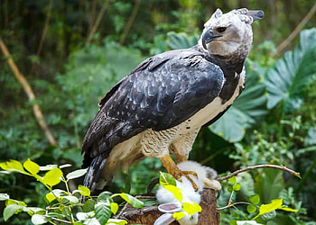 Harpy Eagle, animal, bird, harpy, eagle HD wallpaper