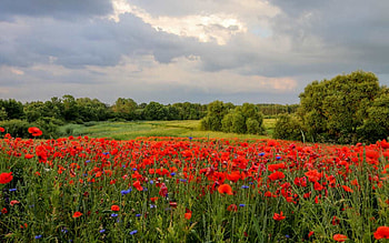 Landscape with Poppies, poppies, clouds, fields, Latvia, meadow HD wallpaper