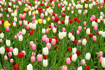 Flowers, Leaves, Tulips, Lot, Different HD wallpaper