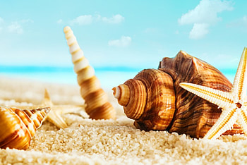Seashells, sea, marine, sand, beach HD wallpaper