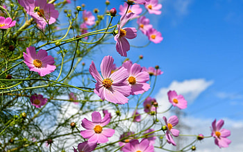 Cosmos Flowers, sky, pink, plants HD wallpaper