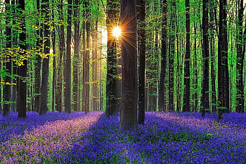 Forest flowers bells, Belgium HD wallpaper