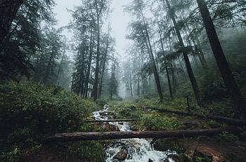 Landscape, Nature, Trees, Forest, Fog, Creek, Brook HD wallpaper