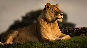 Predator Lion , lion, animals HD wallpaper