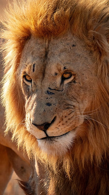 Close-up portrait of a powerful African lion in South Africa, showcasing its majestic appearance. HD phone wallpaper