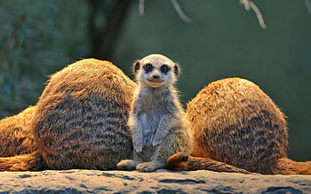Meerkat, Animal HD wallpaper