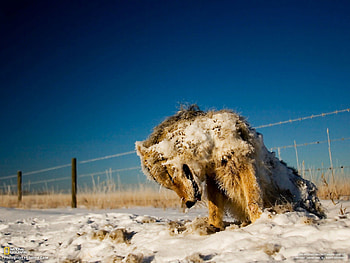 Cruel winter, winter, frost, wolves, cruel, , cold, wolf, froze, death, animals, snow, , nature, ze HD wallpaper