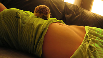smol hedgehog of cuteness, Jeff Holiday for Space Pope 2020, hedgehog, cute, mAh boi Jeff is gonna build a wall around ye HD wallpaper