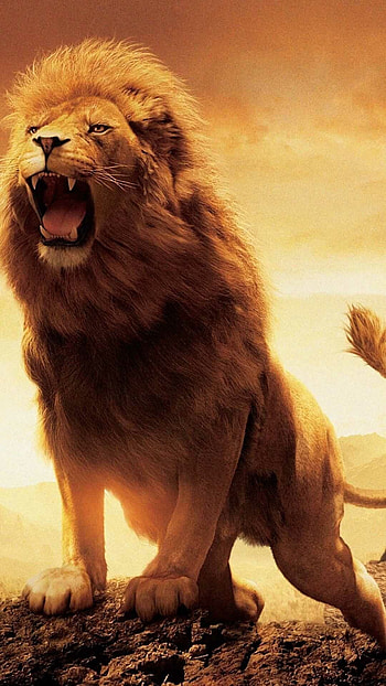 Lion , Captivating gaze, Fierce predator, Untamed wilderness HD phone wallpaper