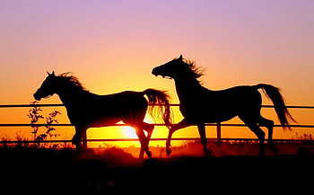 Horses at Sunset, two, horses, wallpaer, sunset HD wallpaper