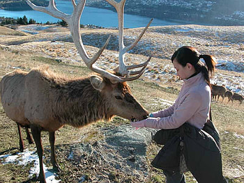 red deer stag, feeding, girl HD wallpaper