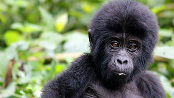 Uganda travels, Discover Uganda, Lake Victoria, East Africa HD wallpaper