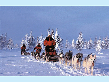 Life on a North, dogs, sledge, north, life HD wallpaper