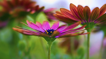 Grass, Flower, Plant, Macro, Petals, Blur, Smooth, Colors HD wallpaper