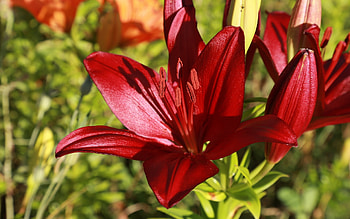 Lily, nature, dark red, flower HD wallpaper