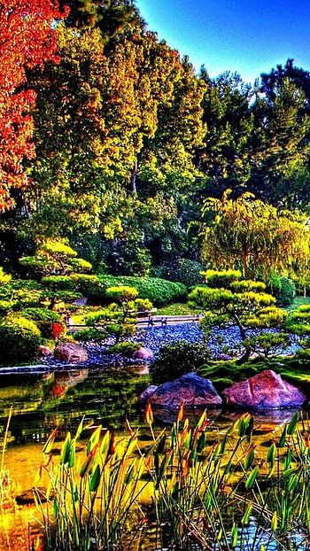 Rainbow trees, trees, rainbow, nature, japan HD phone wallpaper