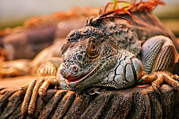 Iguana lizard , and mobile backgrounds HD wallpaper