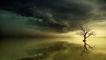 Lonely Tree, horizon, reflection, lonely, tree HD wallpaper