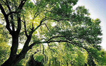 Nature, Sun, Shine, Light, Wood, Rays, Beams, Tree, Branches, Branch HD wallpaper