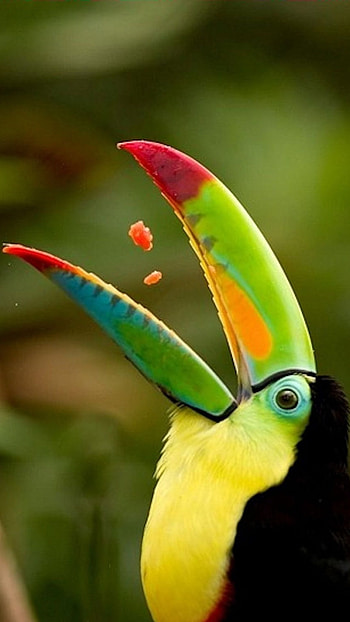 Toucans, Bird HD phone wallpaper