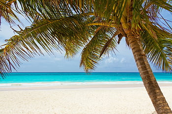 Serene tropical beach scene with a palm tree arching over white sandy shores and stunning azure waters. HD wallpaper