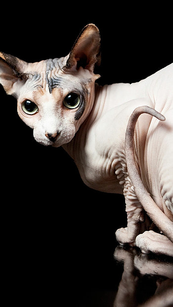 Sphynx Cat, Enchanting , Cute and quirky, Feline videos HD phone wallpaper